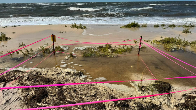 Dozens of sea turtle nests washed out during Tropical Storm Bertha