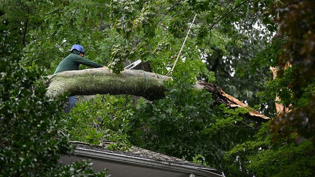 56-year-old man killed by falling tree in Brooklyn as nor’easter batters New York City