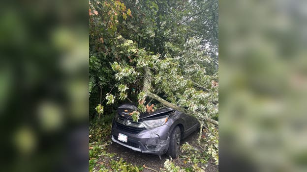 Tree crushes car as nor’easter winds lash inland Massachusetts