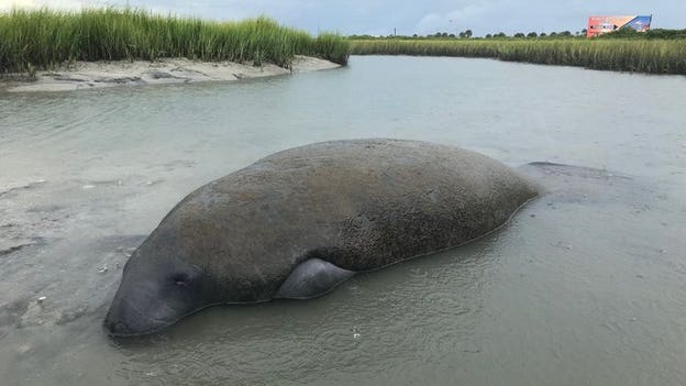 Isaias leaves Wildlife vulnerable as Florida officials warn of stranded manatees
