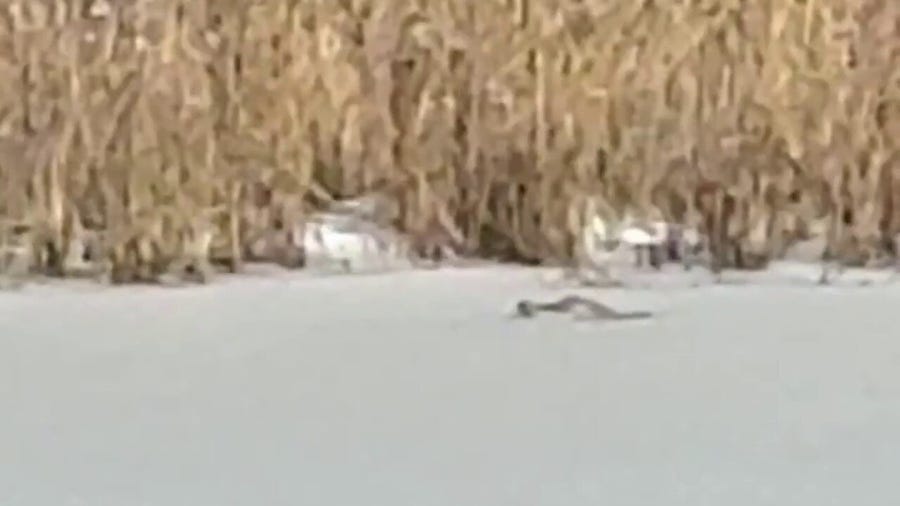 Alligator spotted in frozen South Carolina pond during rare southern snowstorm