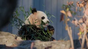 New giant pandas at the National Zoo 