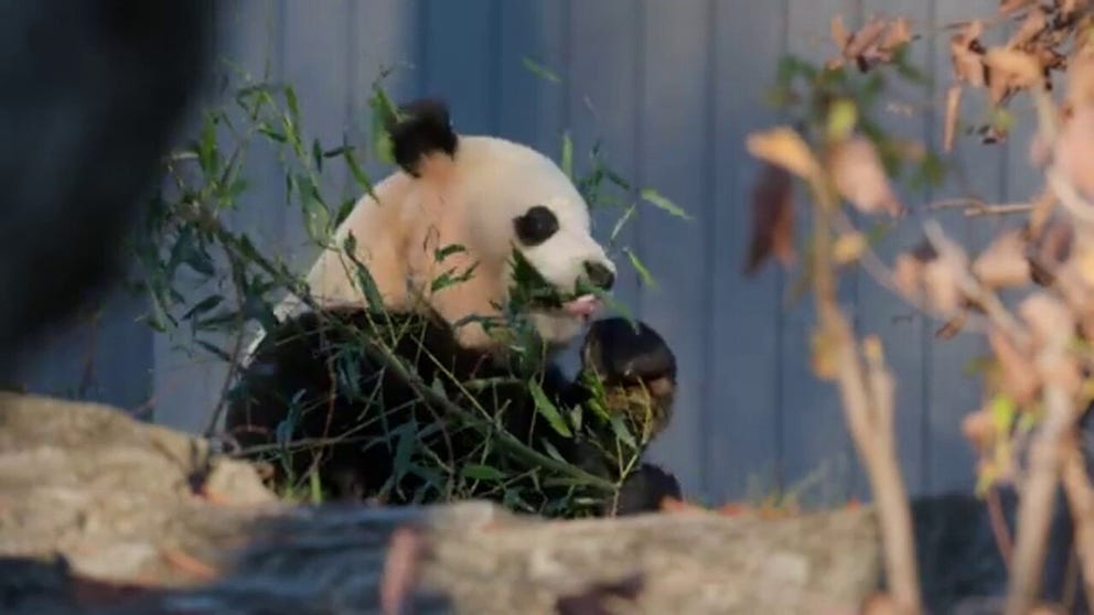 The Smithsonian’s National Zoo and Conservation Biology Institute in the nation’s capital has unveiled two new giant pandas to the public. Bao Li (BOW-lee) and Qing Bao (ching-BOW) will be visible from more than 3 dozen webcams around their Asian exhibit.