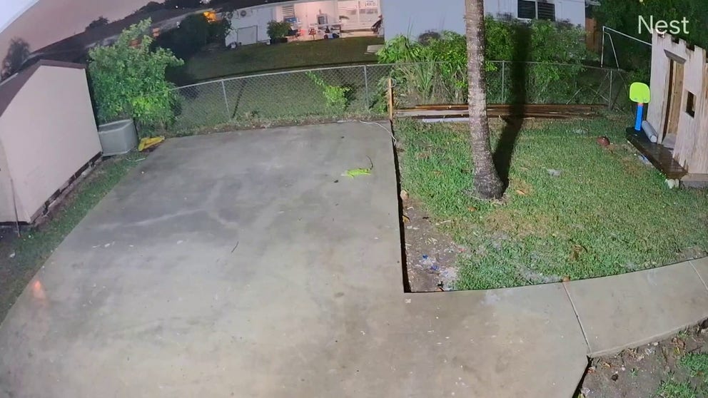 Video shows cold-stunned iguana falling from tree in Miami | Fox Weather