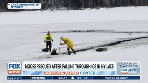 Moose rescued after falling through ice of New York lake