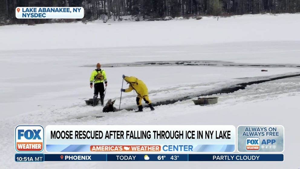 Lieutenant Robert Higgins and Forest Ranger Evan Nahor were there to help free the moose from the lake in Indian Lake, New York. They join FOX Weather to talk about the process of the rescue. 