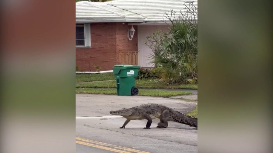 Crocodile crosses street, reaches popular park in Miami