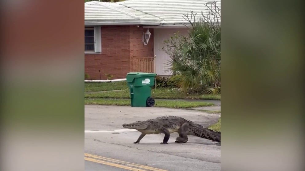 A crocodile was seen slowly walking across a street to reach Highland Oaks Park in Miami-Dade County on Jan. 20.