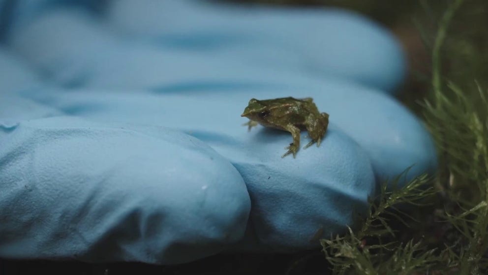 小さなカエルは、ダーウィンの雄カエルのボーカルバッグで容認されます。致命的なキノコは、カエル種のほぼ絶滅を引き起こし、カエルがロンドンに移動することを奨励しています。 