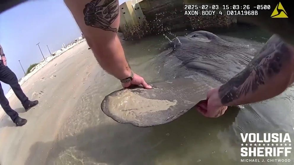 A large mola mola was pulled back into deeper water by the Volusia County Sheriff's Office.