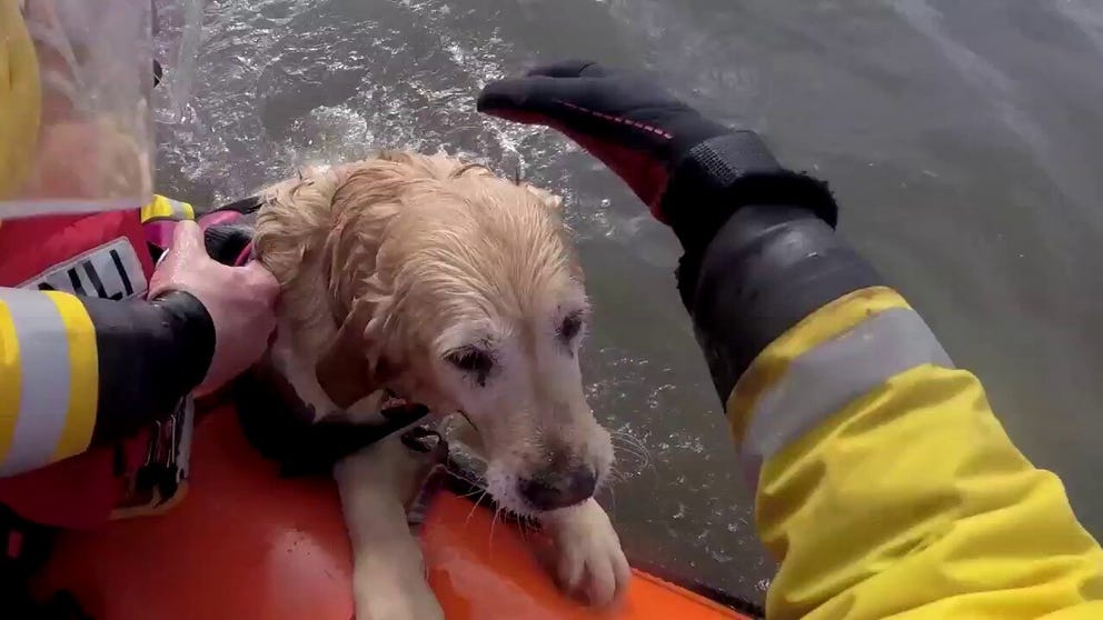 A British lifeboat crew saved a golden retriever that had been swept out to sea off the southern coast of Wales on Feb. 1.