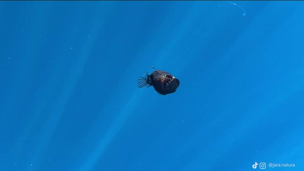 A deep-sea anglerfish was spotted on a rare trip into shallow waters off the coast of Tenerife in the Canary Islands (David Jara Boguna/Condrik Tenerife via Storyful).