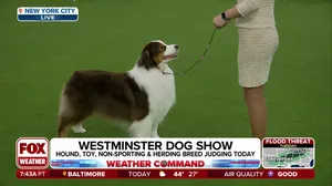 149th Annual Westminster Kennel Club Dog Show gets underway in New York City