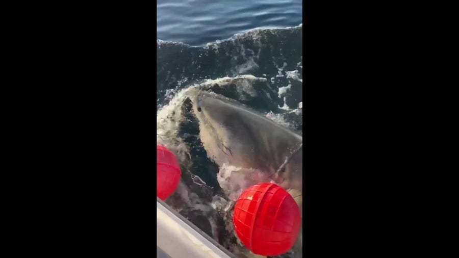 Largest shark ever tagged by research group swimming off the Florida coast