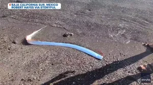 Rare oarfish washes ashore on Mexico beach