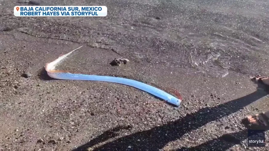 Rare oarfish washes ashore on Mexico beach