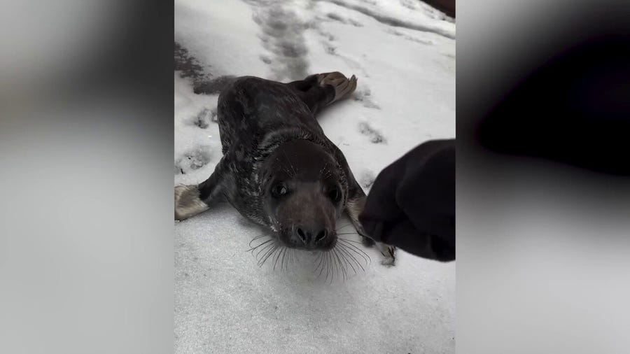 Baby seal found wandering the streets of Connecticut city