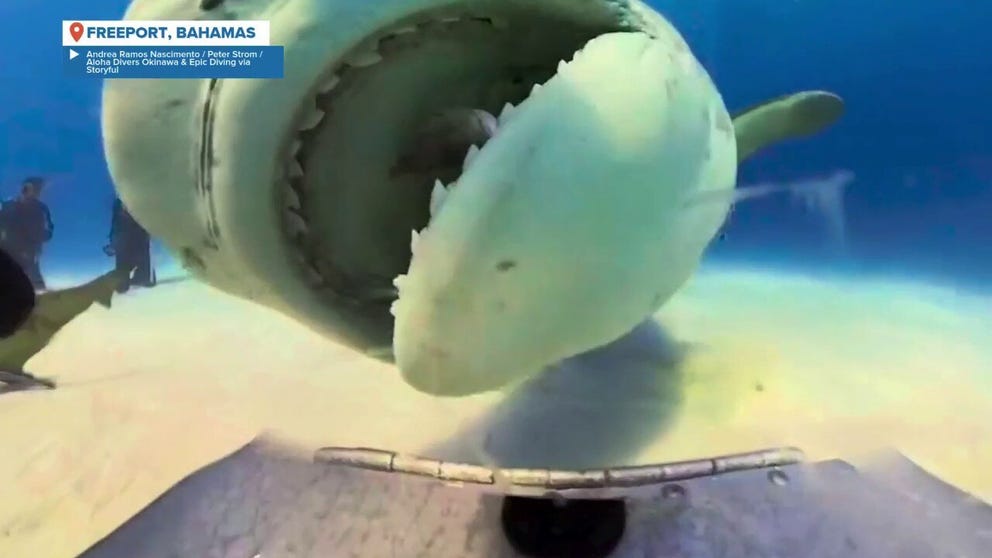 A diver got a look inside the mouth of a shark after the toothy sea creature chomped on their camera near Freeport, Bahamas. 