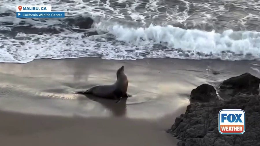 Toxic algae suspected in surge of distressed sea lions in Malibu, California