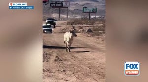 Loose cow captured after escapade near busy Nevada highway