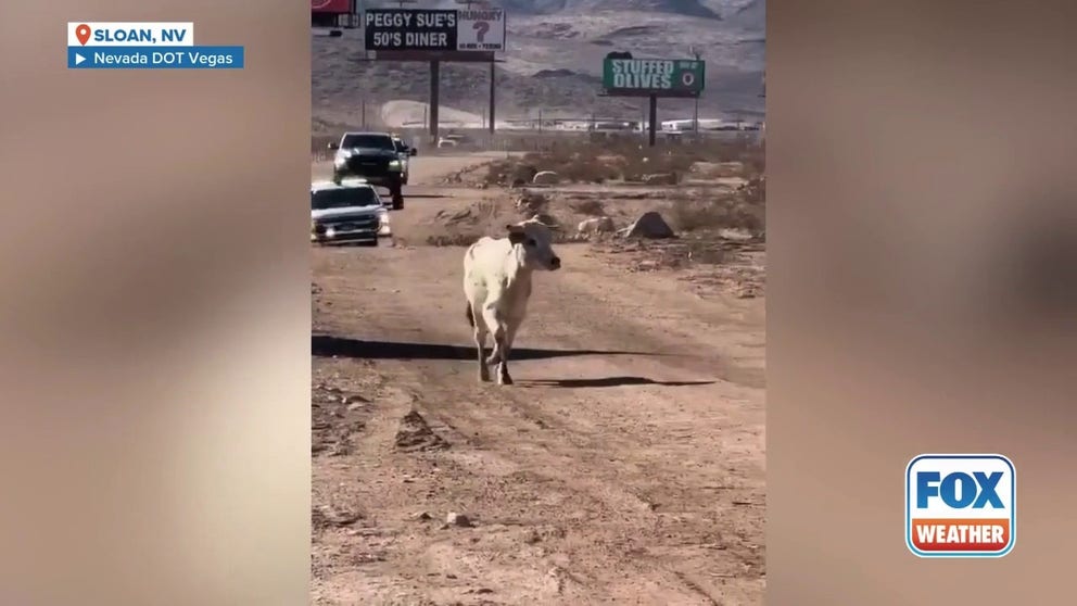 In footage posted by the Nevada DOT on Tuesday, the cow is seen trotting away from a succession of the department’s trucks.