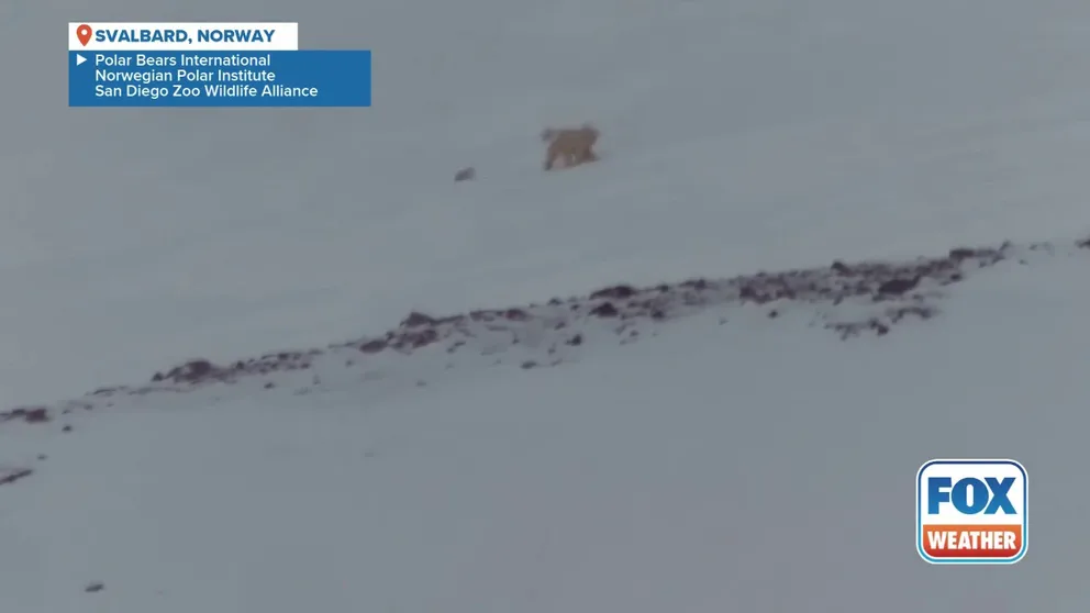 Video shows a mother and her cubs emerging from their den for the first time in Svalbard, Norway. The video was taken during a 10-year study by Polar Bears International, the Norwegian Polar Institute and the San Diego Zoo Wildlife Alliance.