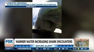 Diver in Bahamas captures moment shark gnaws on camera