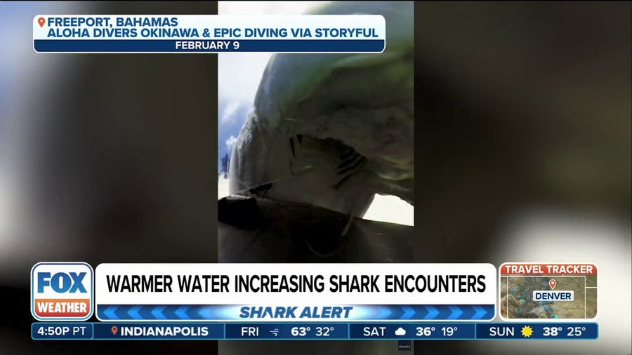 Diver in Bahamas captures moment shark gnaws on camera