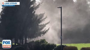 Clouds of pollen seen around cedar trees in Washington state