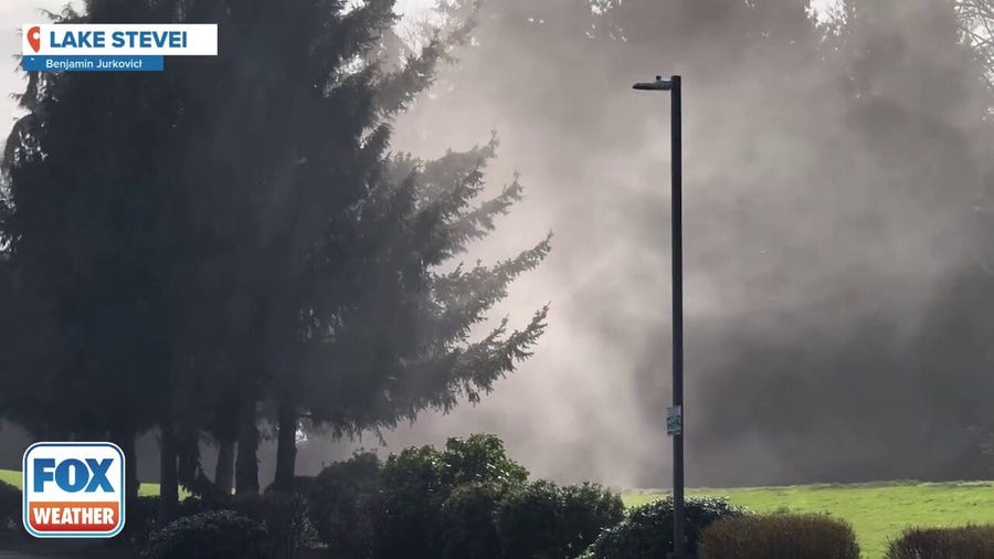 Clouds of pollen seen around cedar trees in Washington state