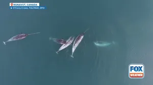 Drone video shows narwhals using tusks to hunt, steal food from competitors 