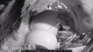 Camera captures hatching of 2 baby Bald Eagles 