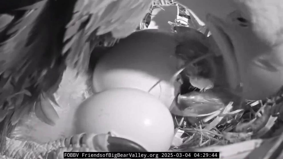 In this video, Bald Eagles Jackie and Shadow welcome their second chick this year in Big Bear Valley, California. (Courtesy: Friends of Big Bear Valley)