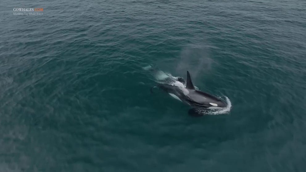 Drone video shows a few of the Southern Resident killer whales caught swimming in the Central California waters. 