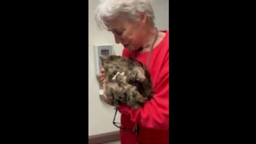 Emotional moment: Los Angeles woman reunited with her cat lost in the Palisades Wildfire