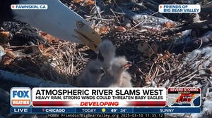 Bald eagle couple welcome arrival of new baby eagles in southern California