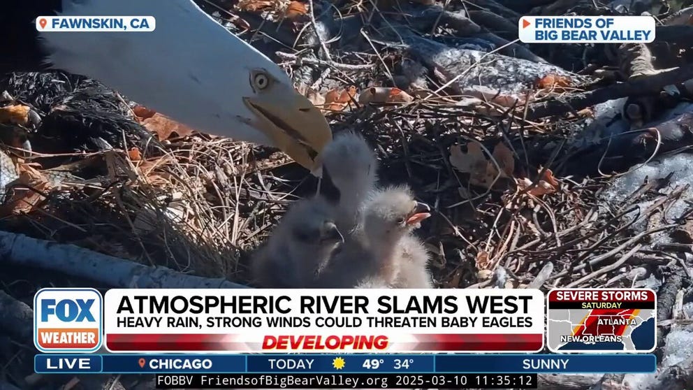 Sandy Steers, executive director of the Friends of Big Bear Valley, spoke about how eagles Jackie and Shadow in Big Bear Valley, California, recently welcomed three new eaglets and how they protect their nest from the elements.