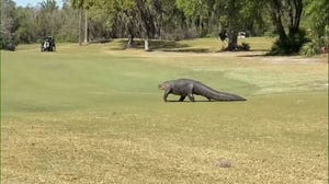 A Florida woman captured the breathtaking moment of a humongous alligator wandering on a golf course.