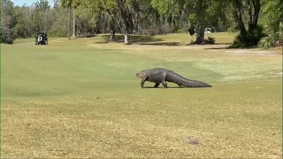 The gator can be seen strolling through the golf course in Kissimmee, Florida before taking a break to sunbathe. 