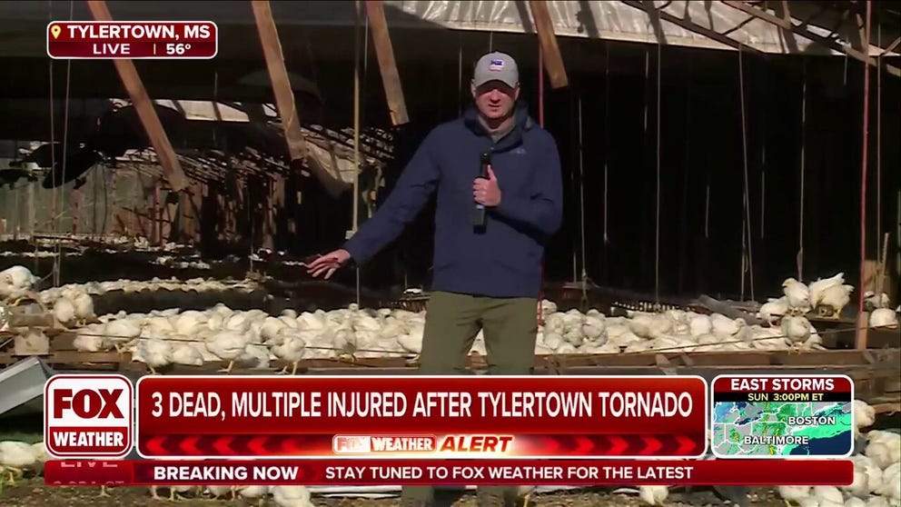 FOX Weather Correspondent Robert Ray reports from a chicken farm in Tylertown, Mississippi, which was struck by a deadly tornado on Saturday afternoon. Ray says thousands of chickens have been unleashed, as the chicken farm was severely damaged during the violent twister that killed at least 3 people in the Tylertown area.