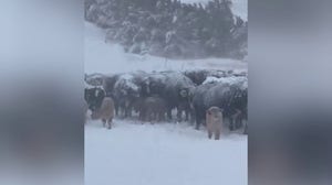 Herd of cattle coated in snow as blizzard sweeps through the Midwest