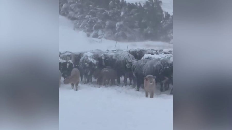 Herd of cattle coated in snow as blizzard sweeps through the Midwest