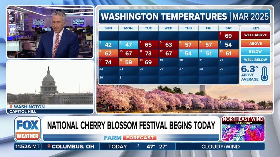 DC cherry blossoms to last a bit longer due to cooler temperatures