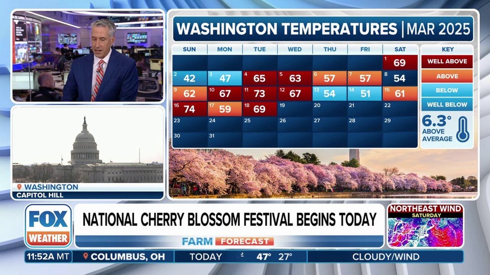 Cooler temperatures are expected to arrive toward the end of March, when the cherry blossoms in Washington, D.C. will reach peak bloom. In doing so, they will help lock in the blossoms for a little while longer. 