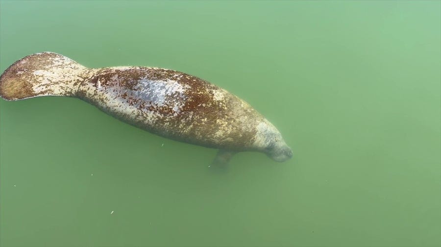 Drone video of complicated manatee rescue near Florida Keys brush fire