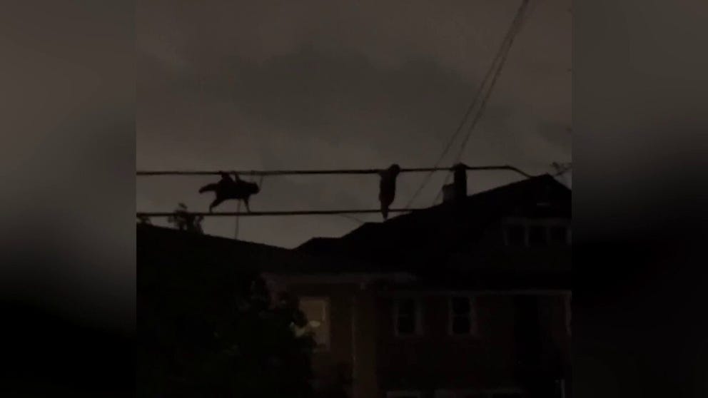 Three stealthy raccoons were recently caught creeping along power lines over a Los Angeles neighborhood.