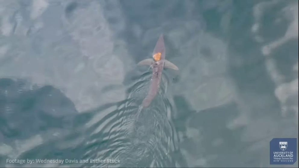 Drone video captured what was a curious sight for scientists, who saw an octopus clinging onto the head of a short-fin mako shark off the coast of New Zealand.