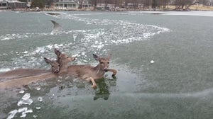 Three deer in Wisconsin find themselves in a rescue operation after falling through a frozen lake.