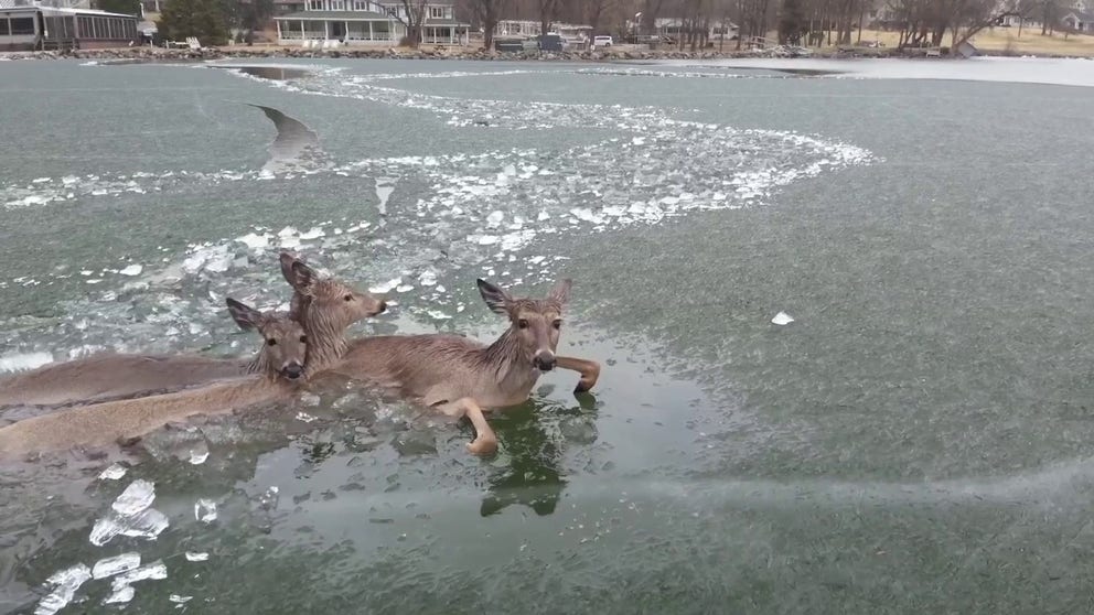 Green Lake County Sheriff’s Office in Wisconsin responds to save all three deer in a quick fashion.