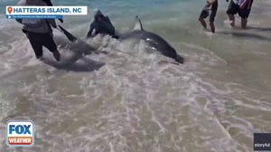 North Carolina fisherman reels in massive great white shark along Outer Banks